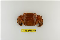 藏品(字紋弓蟹)的圖片